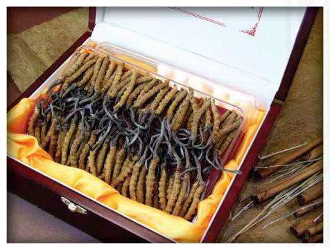 石龙镇冬虫夏草回收